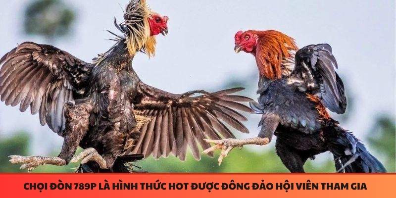 Đá gà 789P chọi gà đòn