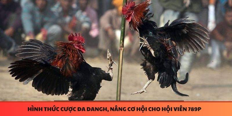 Đá gà 789P đa dạng kèo cược